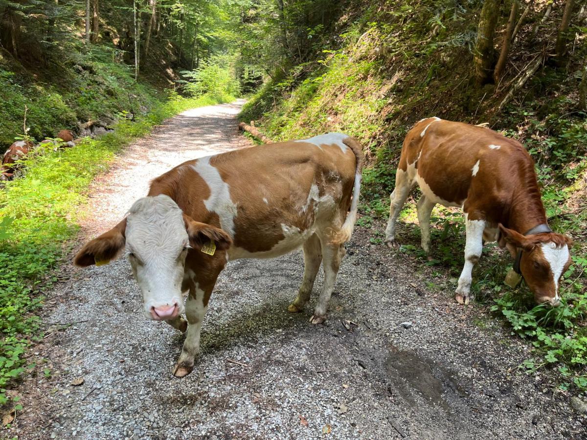 Das Kirchbichl - Stylisch Laessig, Mit Eigener Sauna Schliersee Eksteriør bilde